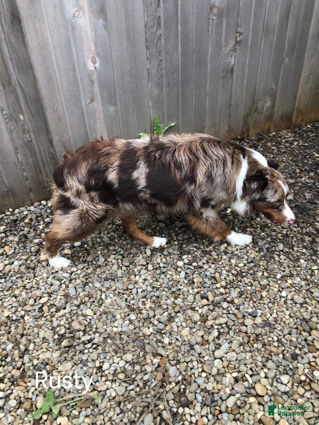 Australian Shepherd dogs for sale: Penelope  - Ad 4