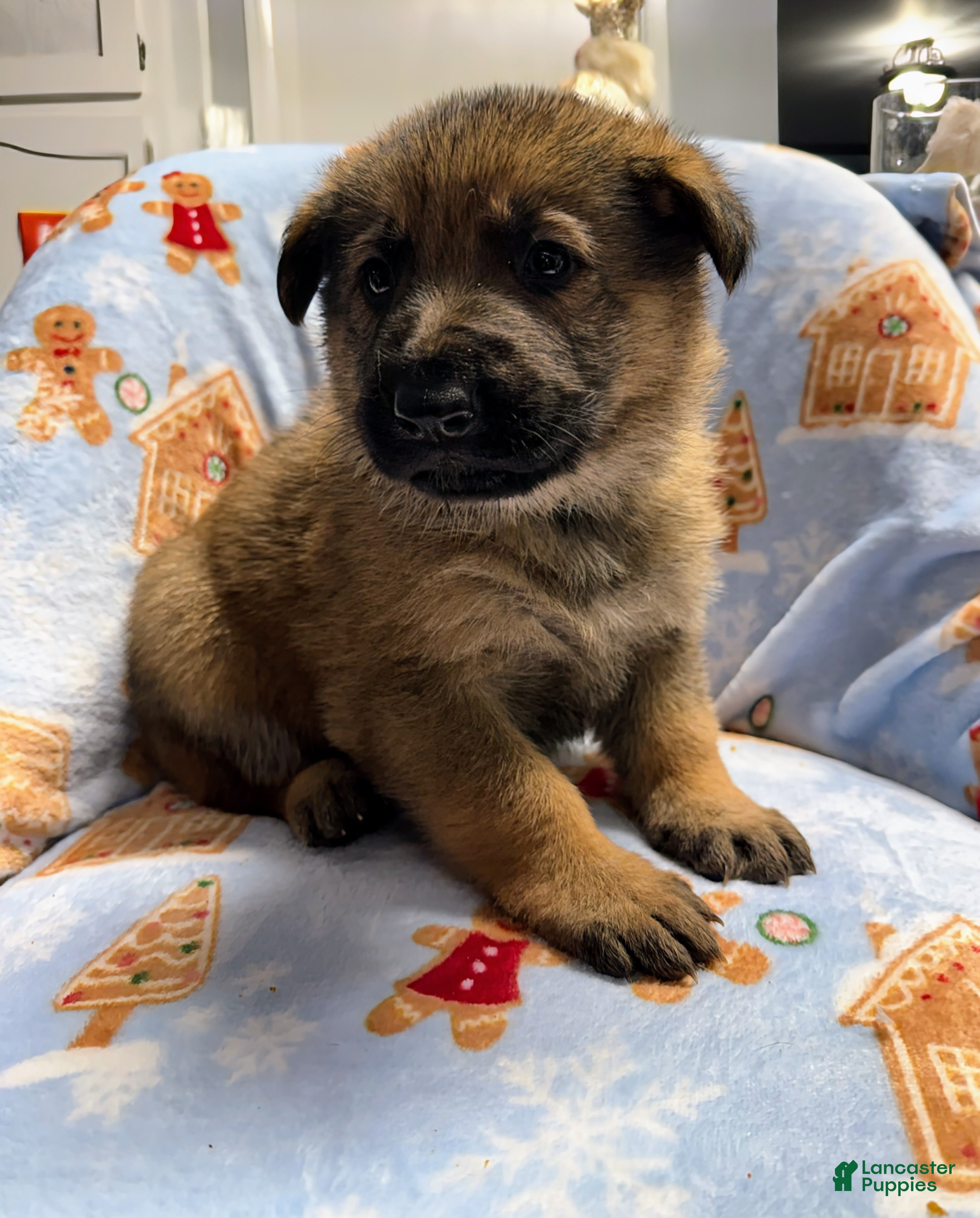 German Shepherd dogs Max - Ad 36