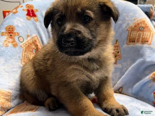 German Shepherd dogs Max - Ad 36