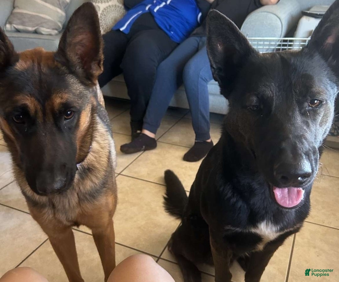 Mixed Breed dogs for sale: Mixed Breed Puppy 1 - Ad 2