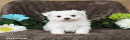 Maltese dogs for sale: Greg - Ad 3