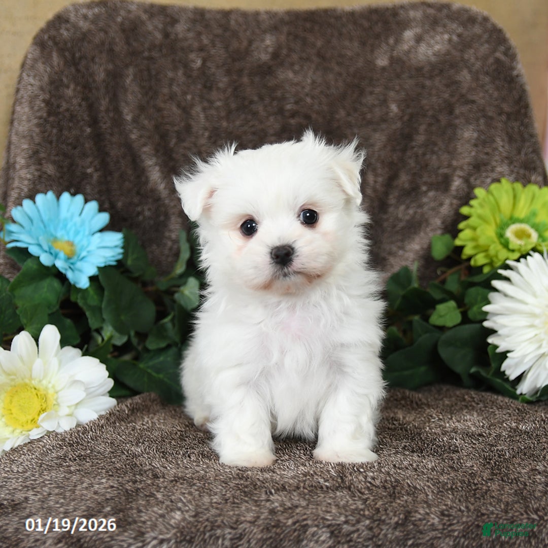 Maltese dogs for sale: Greg - Ad 3