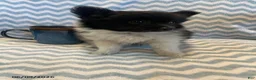 Mixed Breed dogs for sale: Eclipse - Ad 8