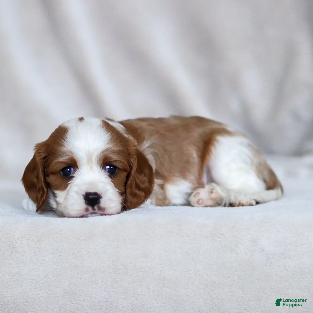 Cavalier King Charles Spaniel dogs for sale: Liam - Ad 10