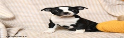 Boston Terrier dogs for sale: Moe  - Ad 3