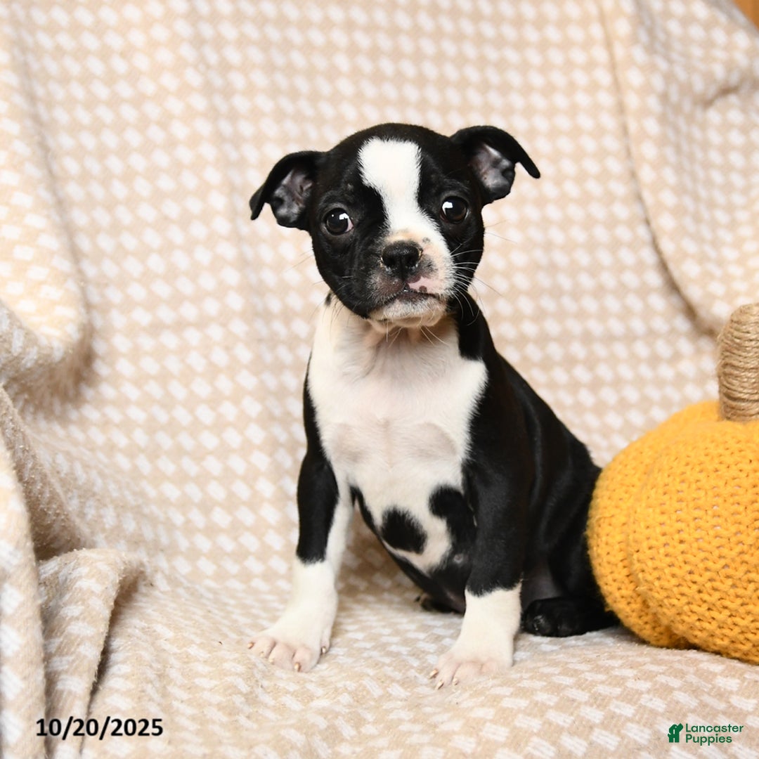 Boston Terrier dogs for sale: Moe  - Ad 3