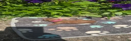 Mini Goldendoodle dogs for sale: ivy - Ad 14