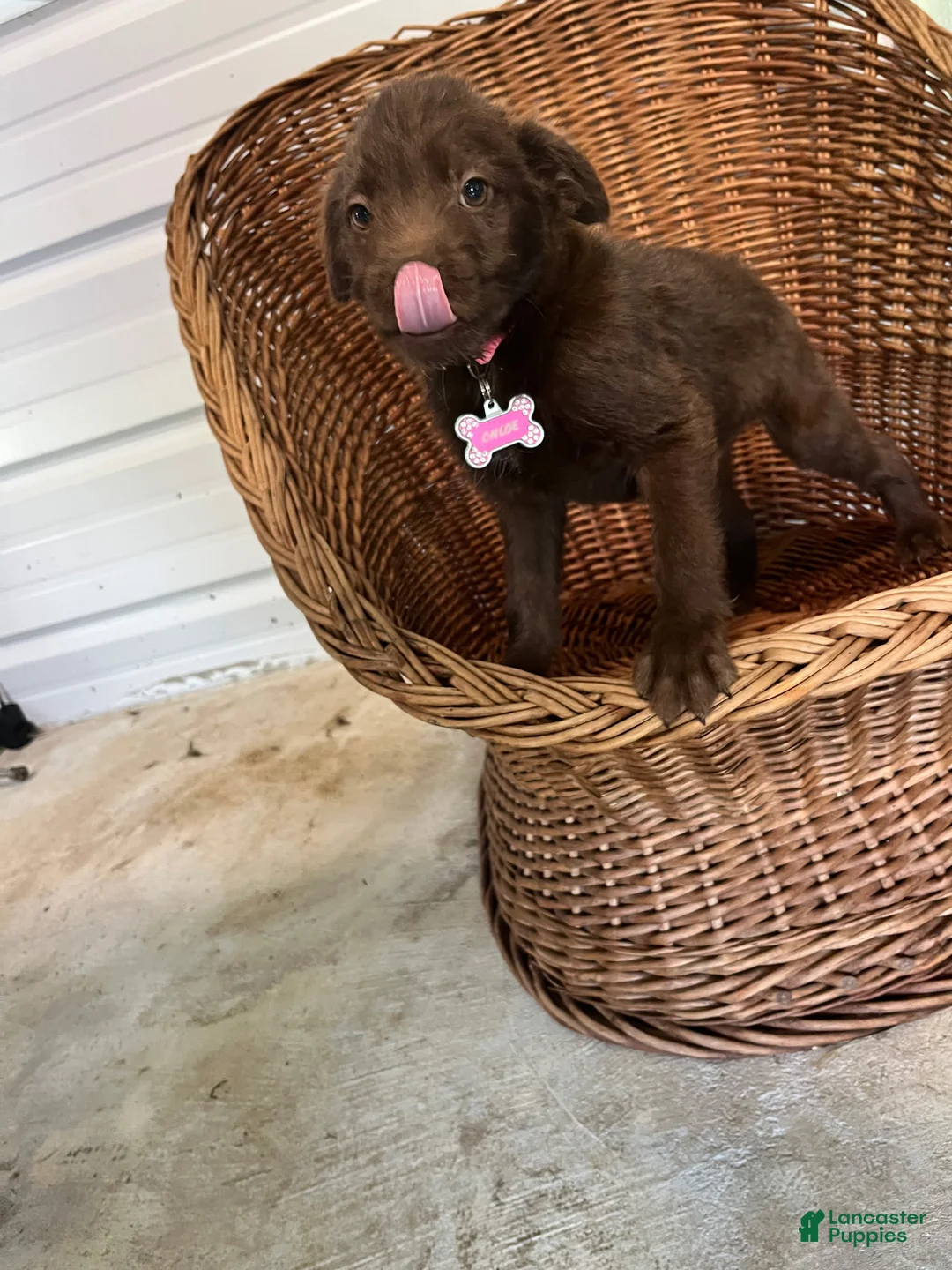 Chipoo dogs for sale: Chloe - Ad 1