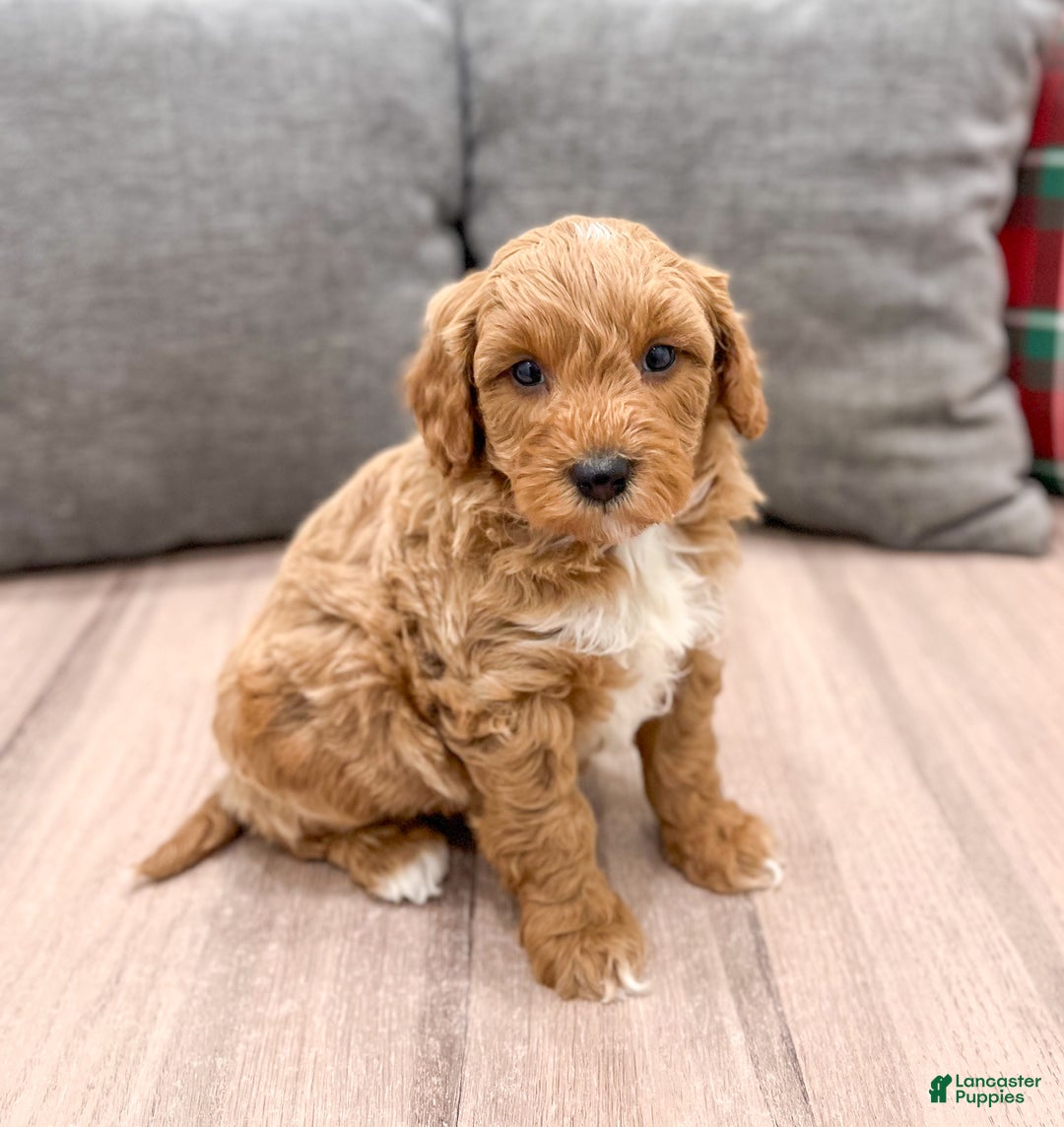 Mini Goldendoodle dogs for sale: Jordan - Ad 8