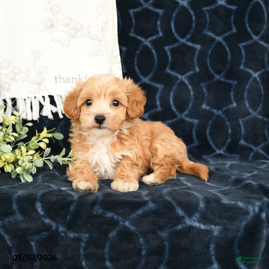Maltipoo dogs Andy - Ad 2