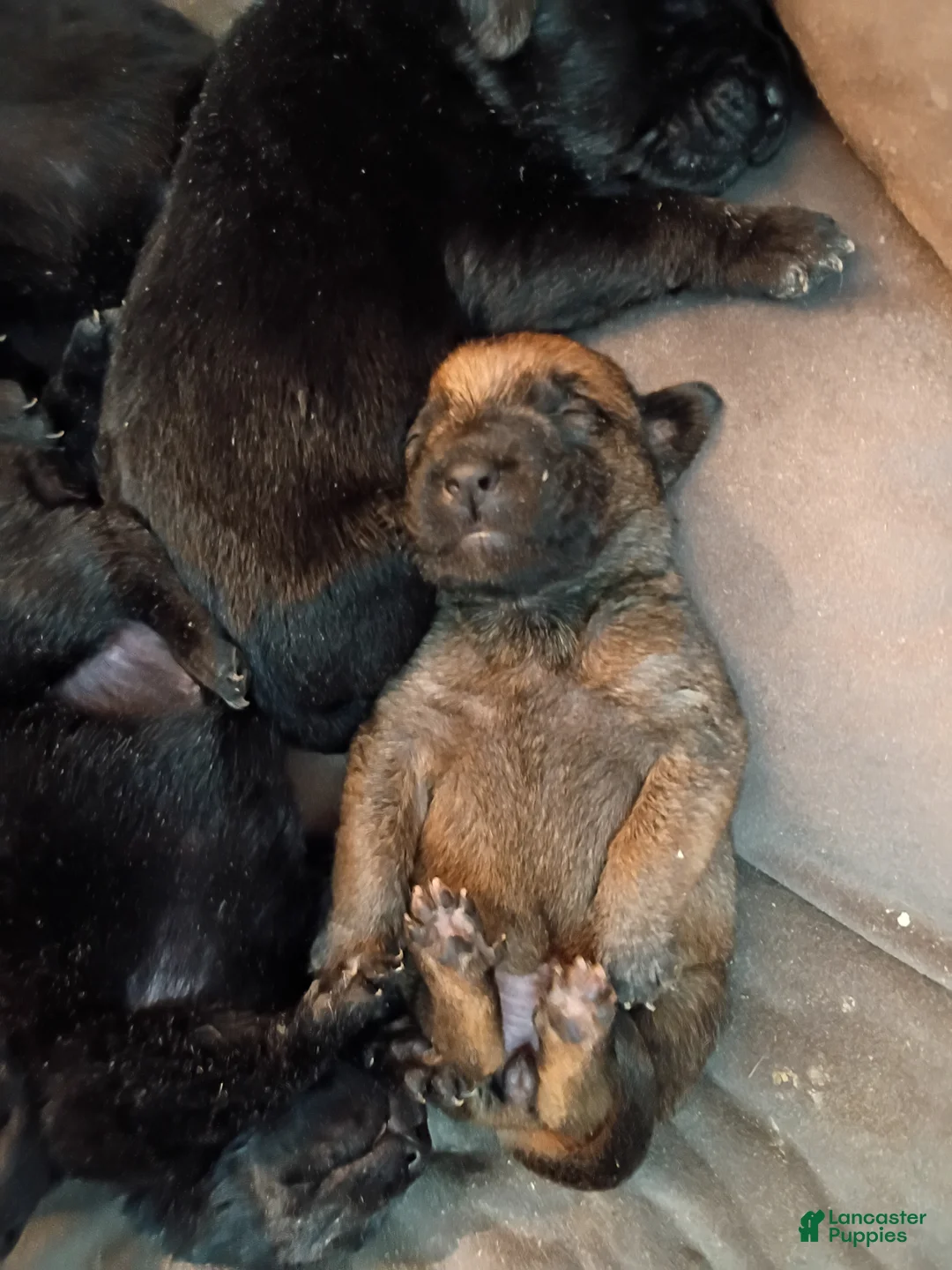 Mixed Breed dogs for sale: Mixed Breed Puppy 6 - Ad 1