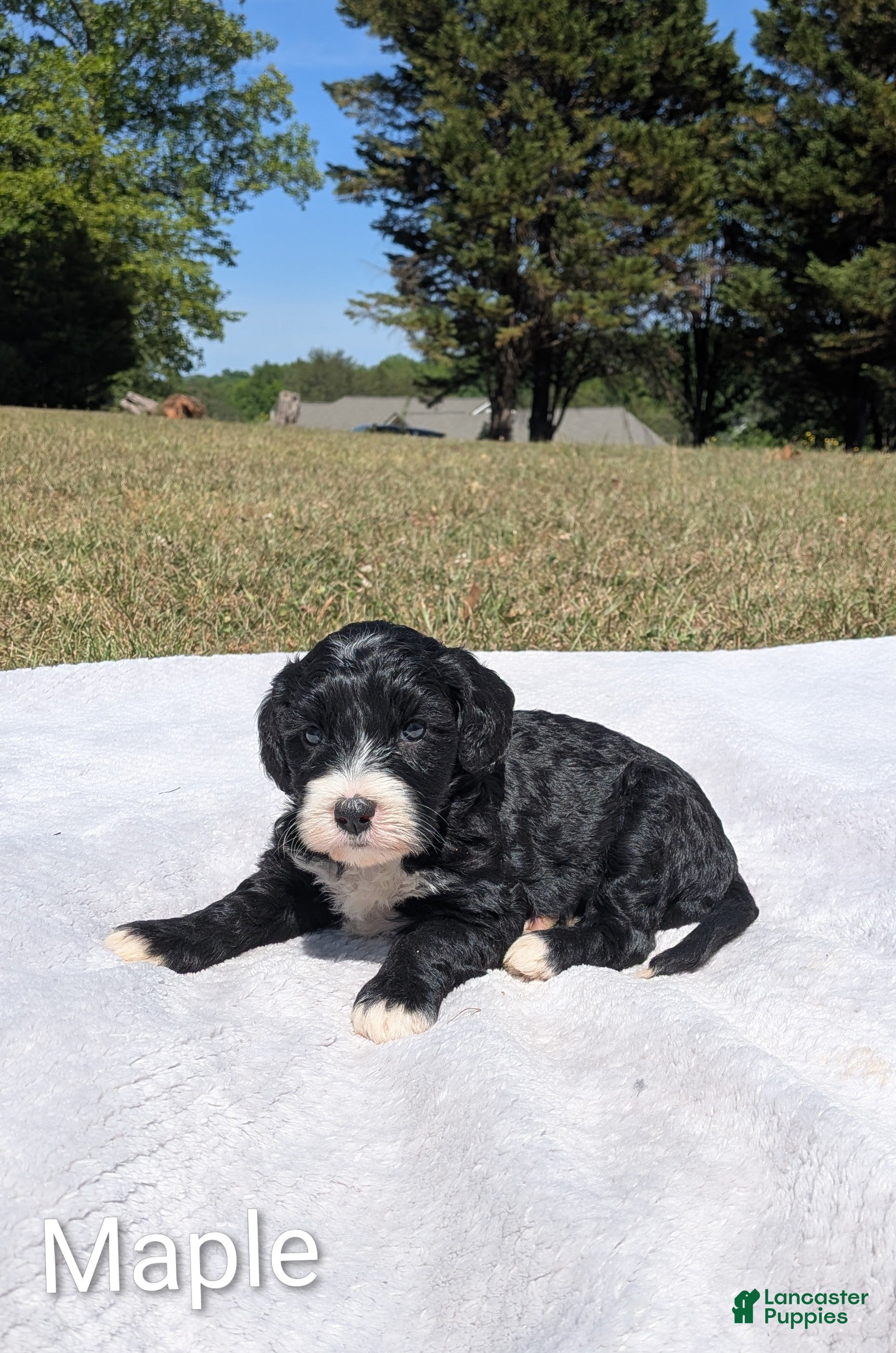 Mixed Breed dogs Maple - Ad 1
