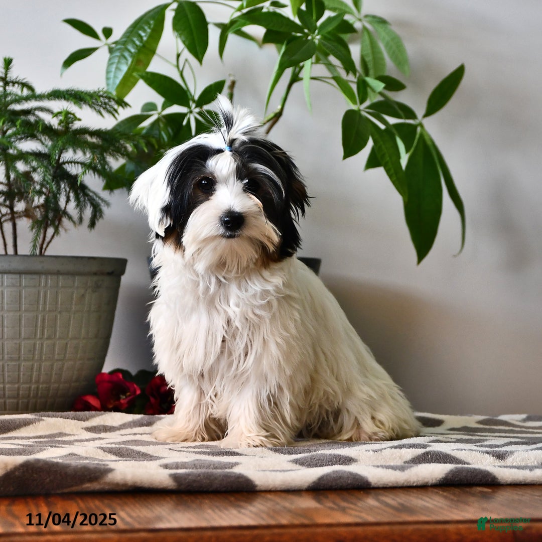 Biewer Terrier dogs for sale: Mervin - Ad 4