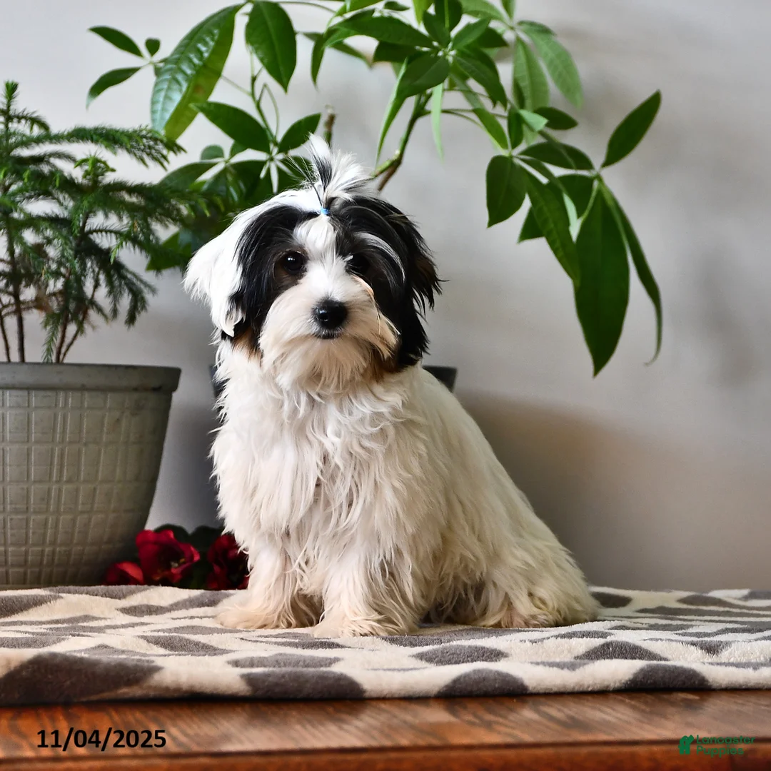 Biewer Terrier dogs for sale: Mervin - Ad 4