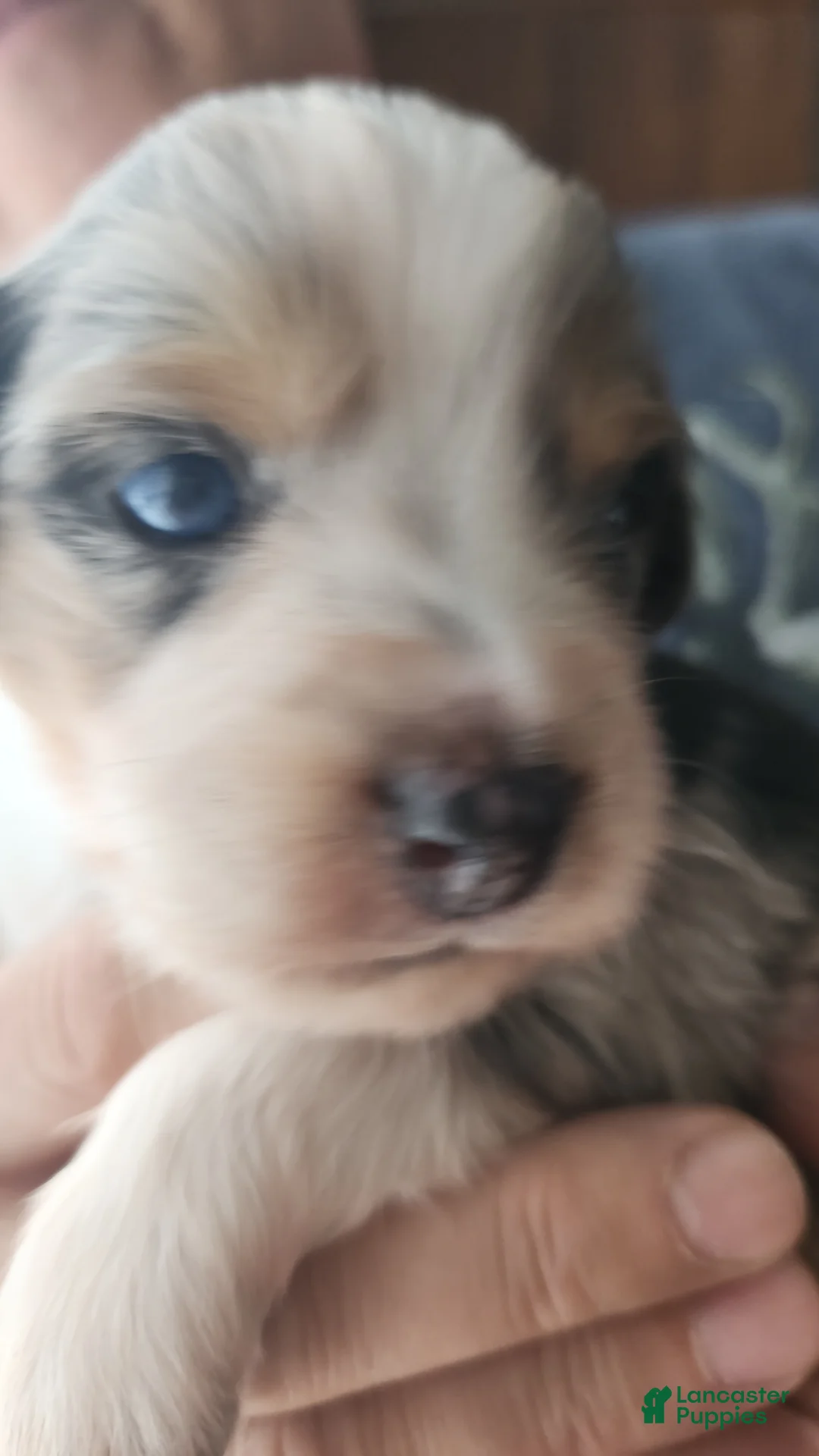 Miniature Australian Shepherd dogs for sale: Miniature Australian Shepherd Puppy 5 - Ad 1