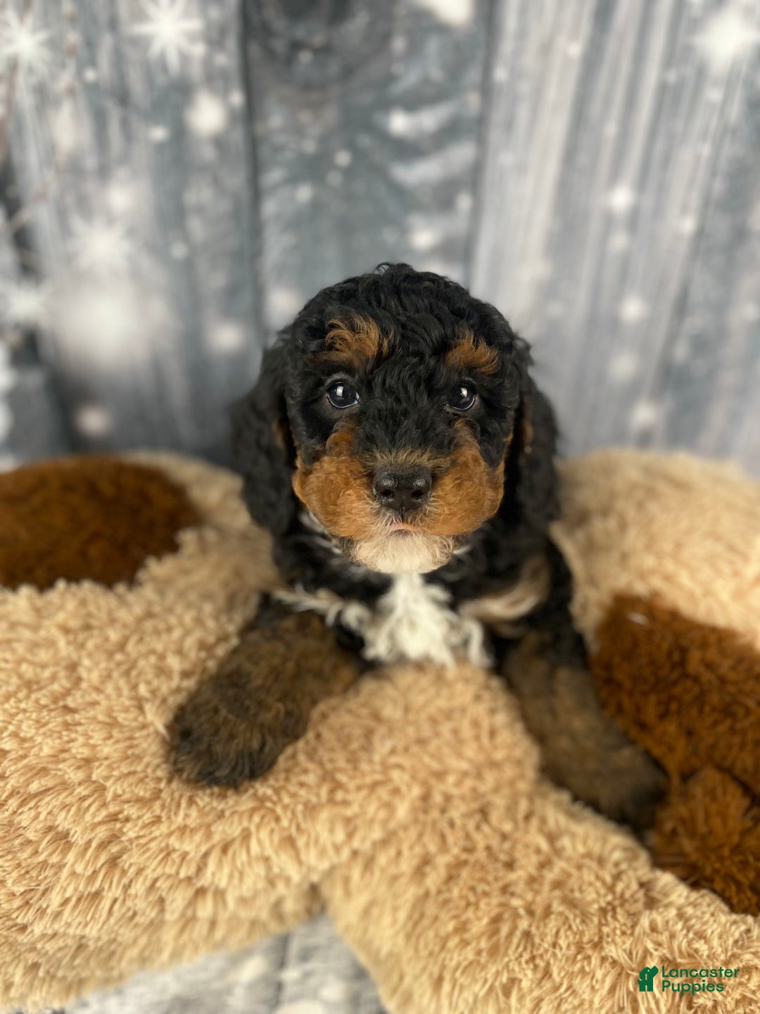 Cavapoo dogs for sale: Samson - Ad 9