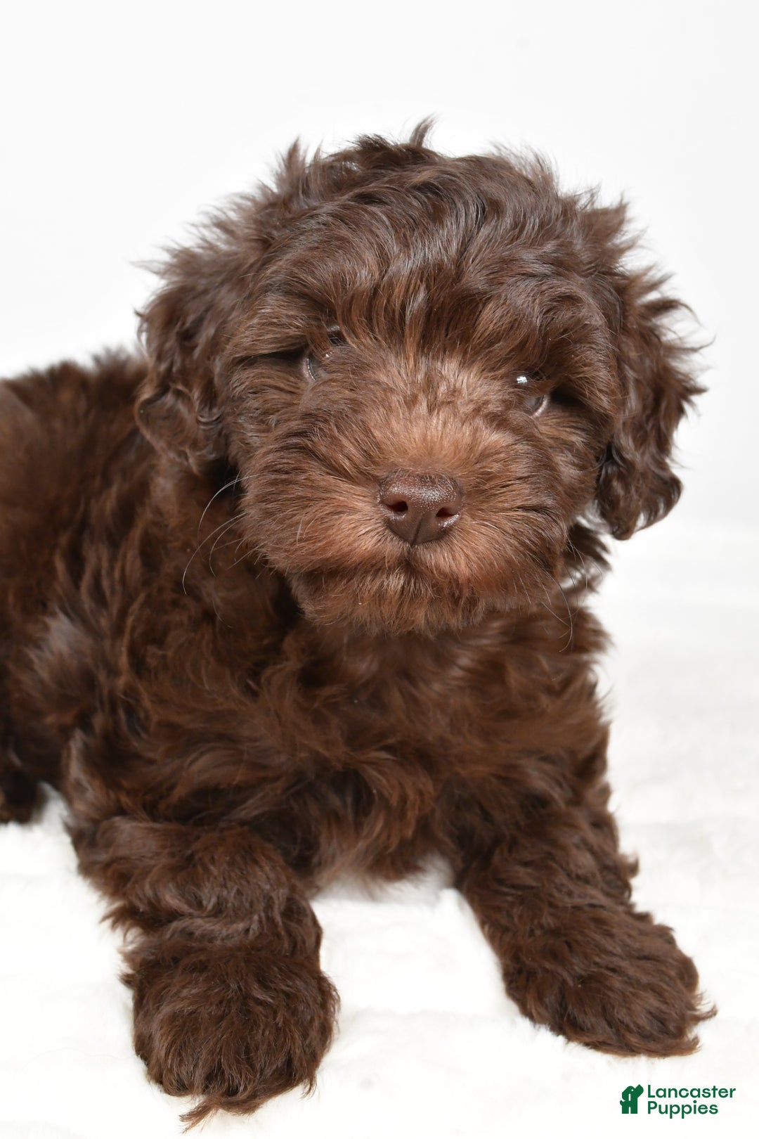 Mixed Breed dogs for sale: Holly - Ad 5