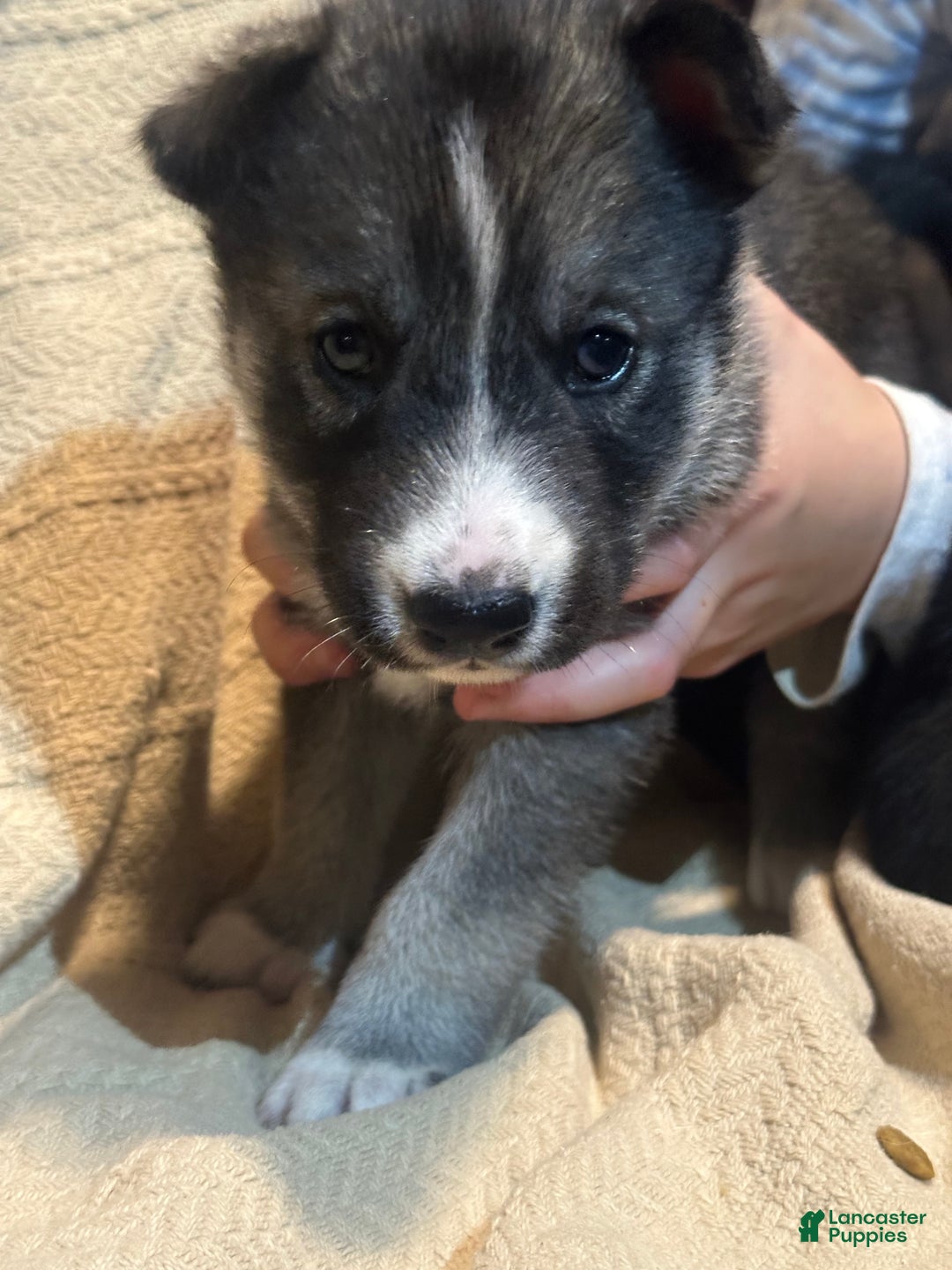 Siberian Husky dogs for sale: Siberian Husky Puppy 1 - Ad 3