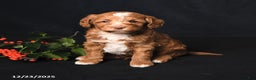 Cockapoo dogs for sale: Jingles - Ad 2