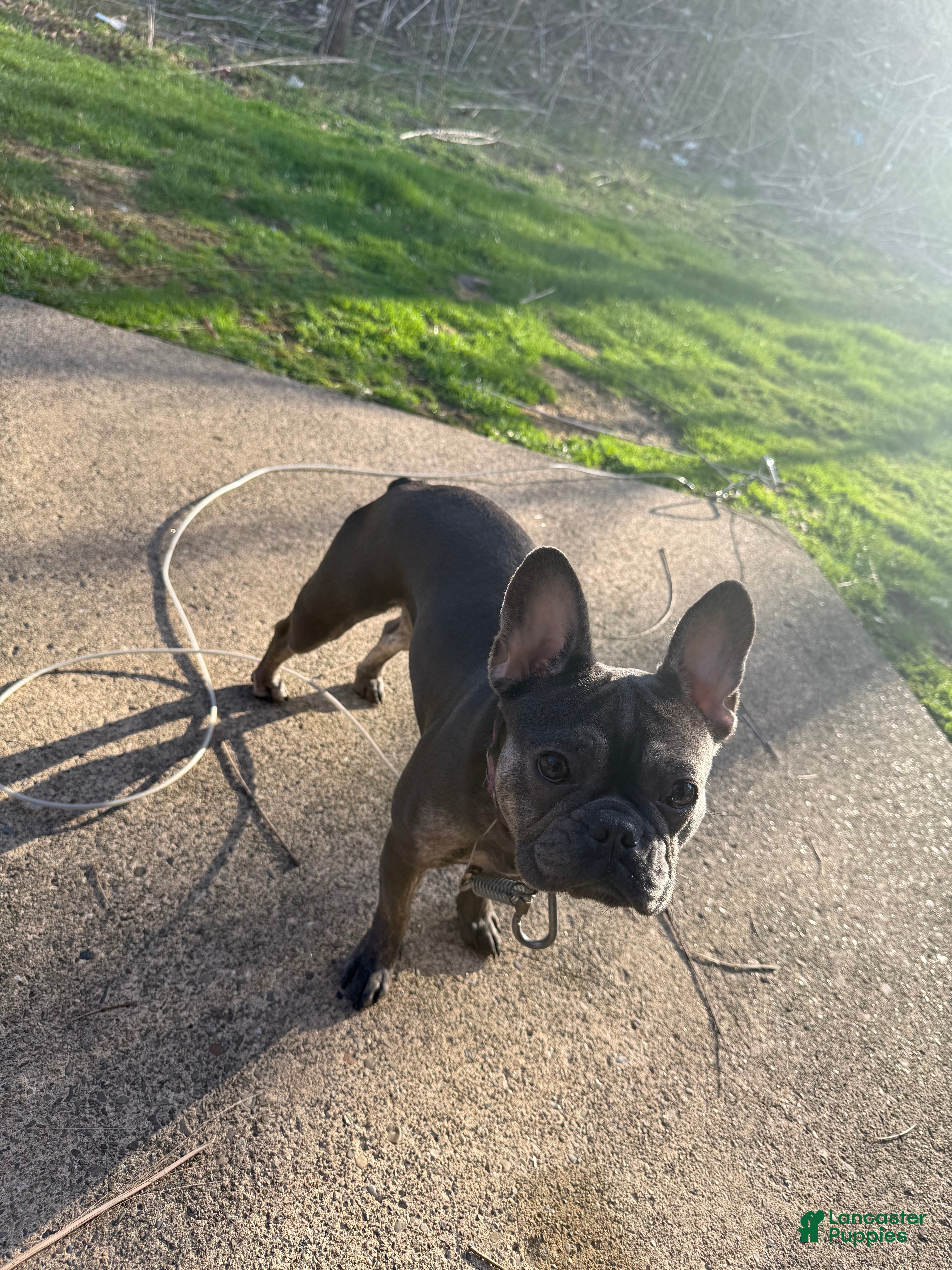 French Bulldog dogs French Bulldog Puppy 1 - Ad 2