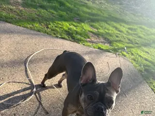 French Bulldog dogs French Bulldog Puppy 1 - Ad 2