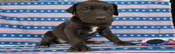 Great Dane dogs for sale: Pam Great Dane  - Ad 5