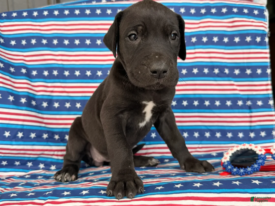 Great Dane dogs for sale: Pam Great Dane  - Ad 5