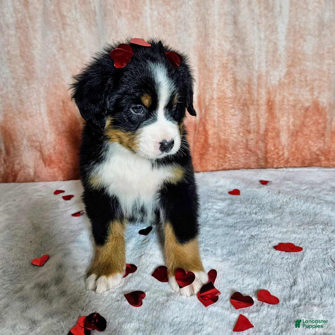 Bernese Mountain Dog dogs for sale: Everest  - Ad 3