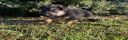 German Shepherd dogs for sale: Daffodil - Ad 3