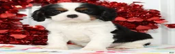 Cavalier King Charles Spaniel dogs for sale: Ranger - Ad 1