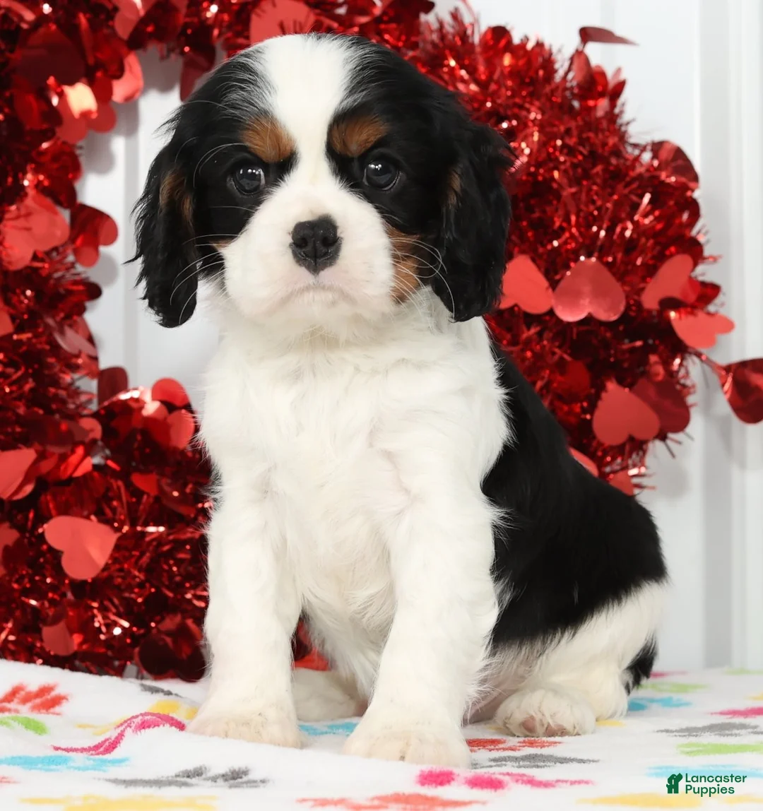 Cavalier King Charles Spaniel dogs for sale: Ranger - Ad 1