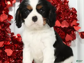 Cavalier King Charles Spaniel dogs Ranger - Ad 3