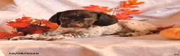 German Shorthaired Pointer dogs for sale: Ammo - Ad 3