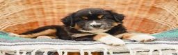 Miniature Australian Shepherd dogs for sale: Murphy - Ad 2