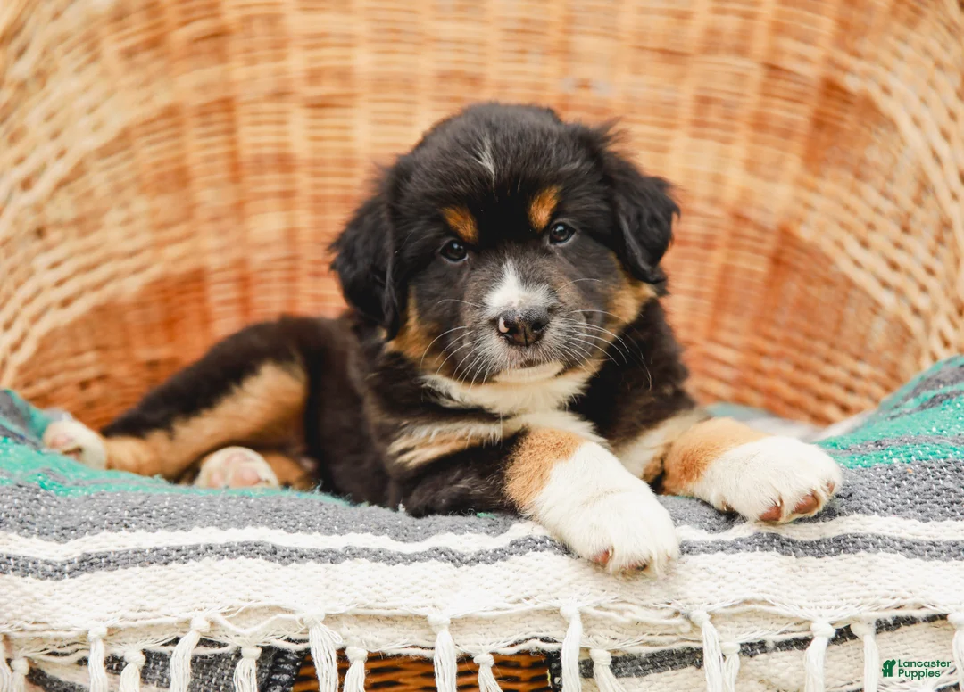 Miniature Australian Shepherd dogs for sale: Murphy - Ad 2
