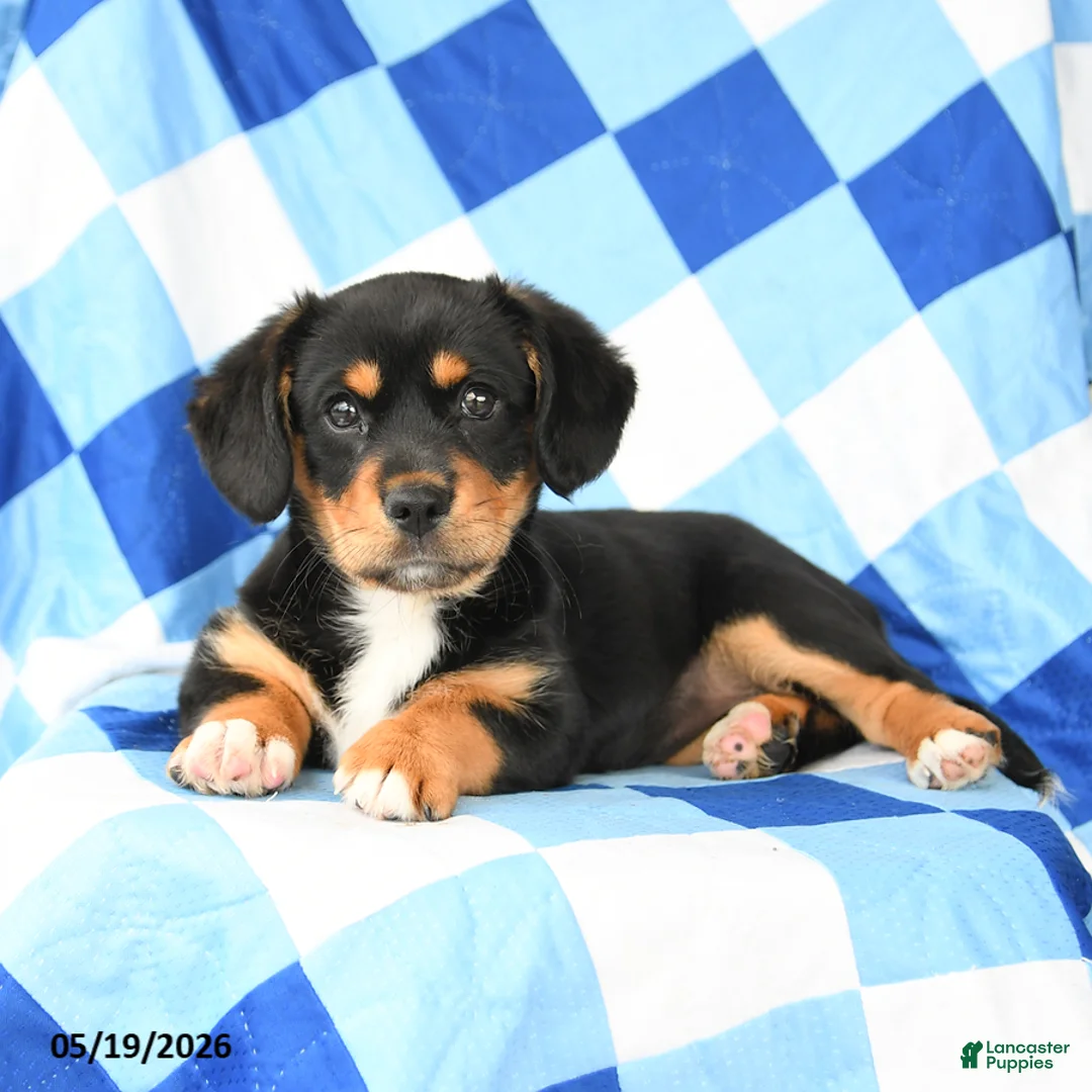Mixed Breed dogs for sale: Daisy - Ad 2