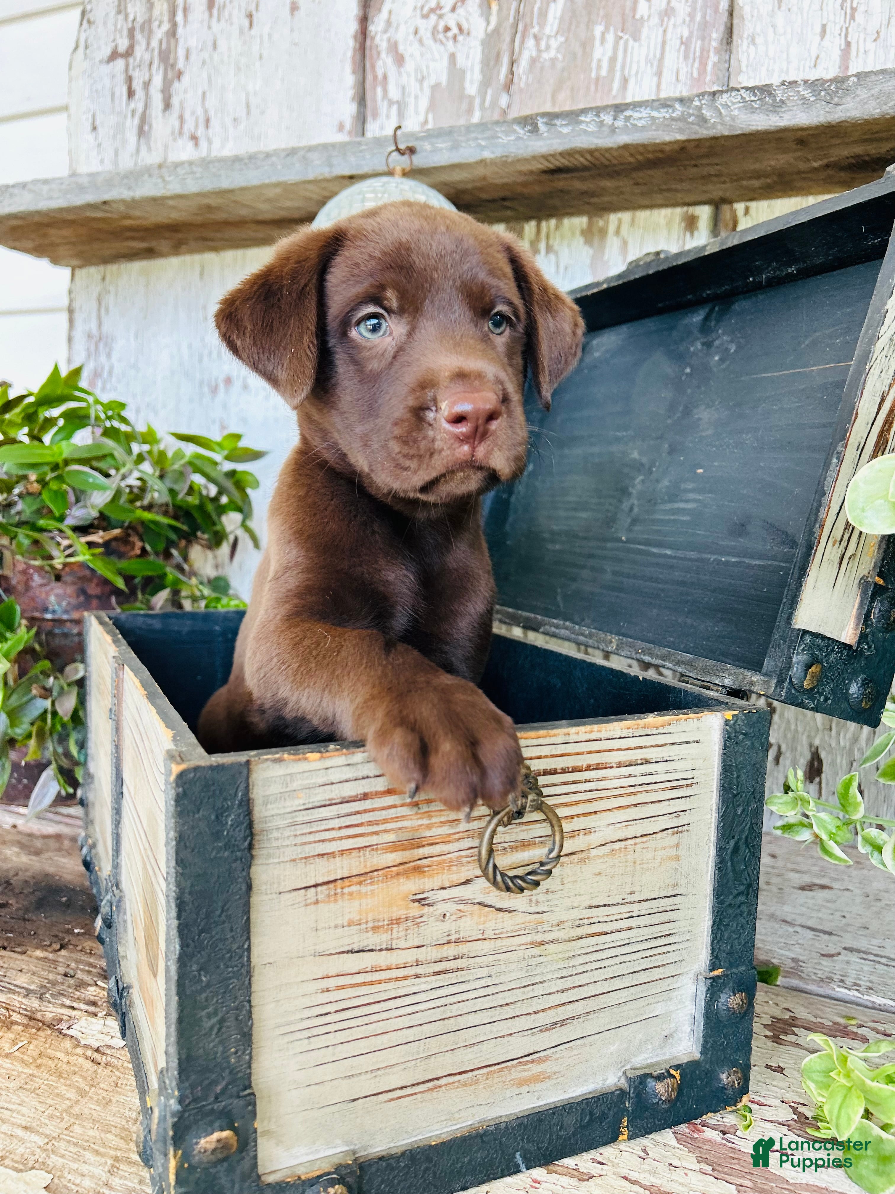 Labrador Retriever dogs Cooper - Ad 2