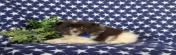 Pomeranian dogs for sale: Lafayette Chocolate/White - Ad 4