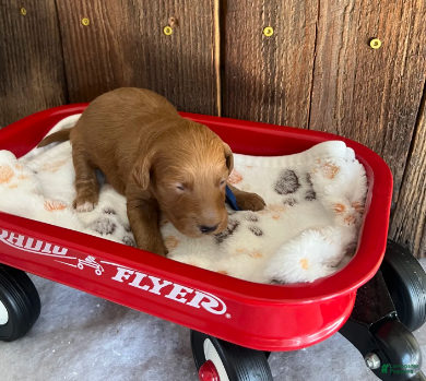 Mini Goldendoodle dogs Flapjack - Ad 5