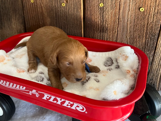 Mini Goldendoodle dogs Flapjack - Ad 5