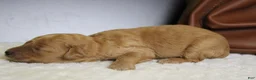 Goldendoodle dogs for sale: Ravioli - Ad 5