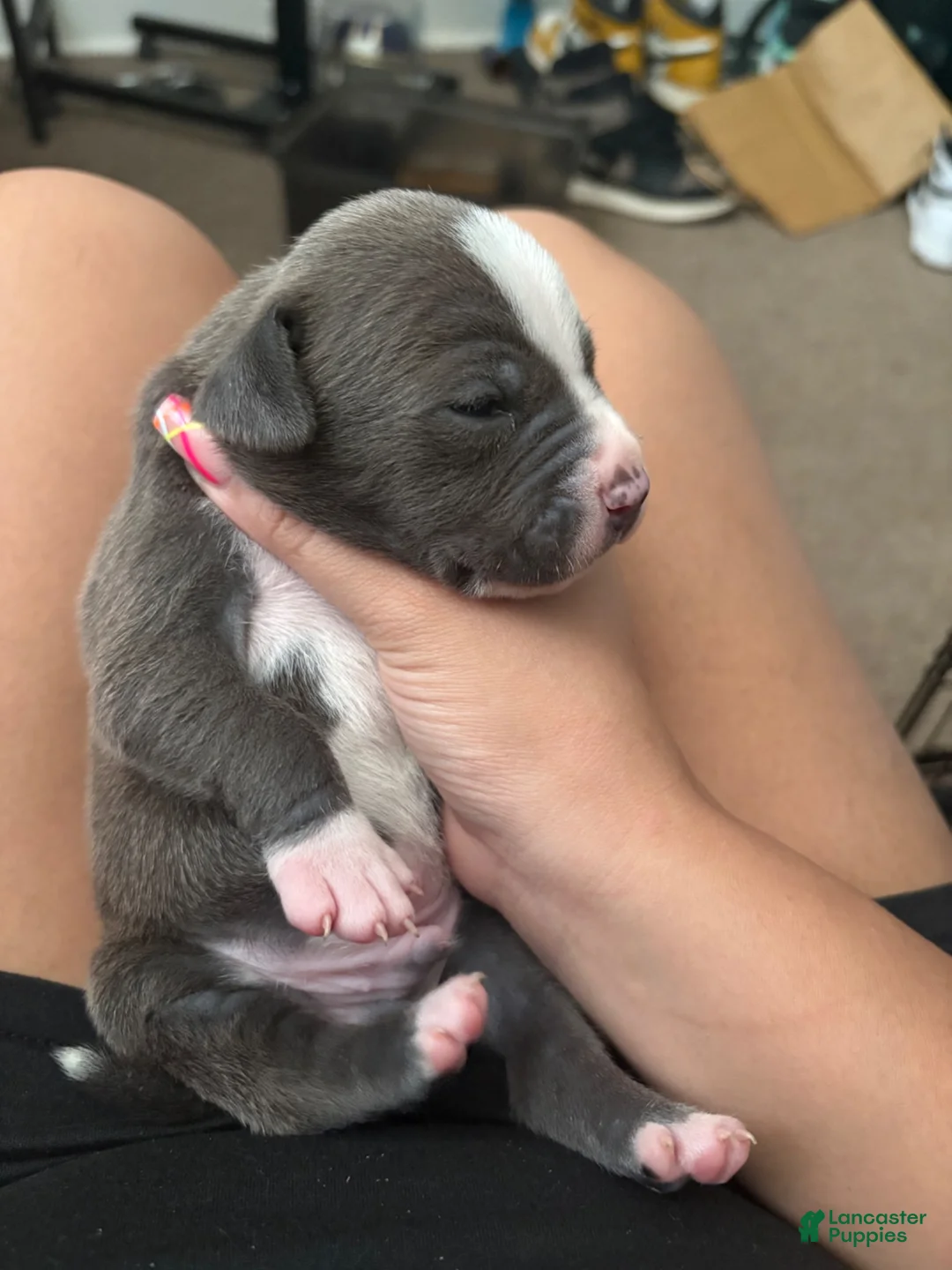 American Pit Bull Terrier dogs for sale: American Pit Bull Terrier 5 - Ad 1