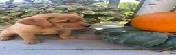 Labrador Retriever dogs for sale: Lucy - Ad 2