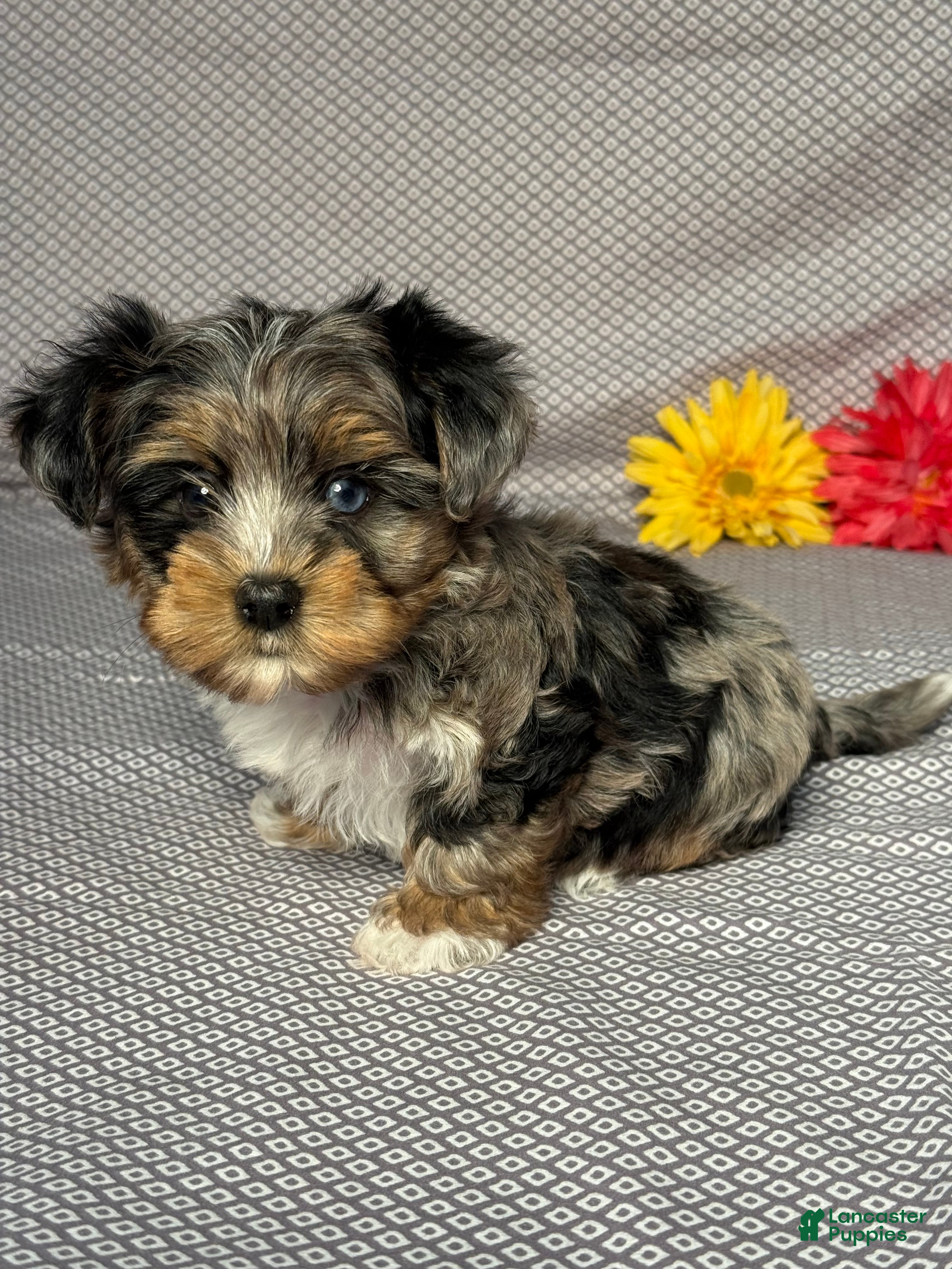 Yorkiepoo dogs Austin - Ad 2