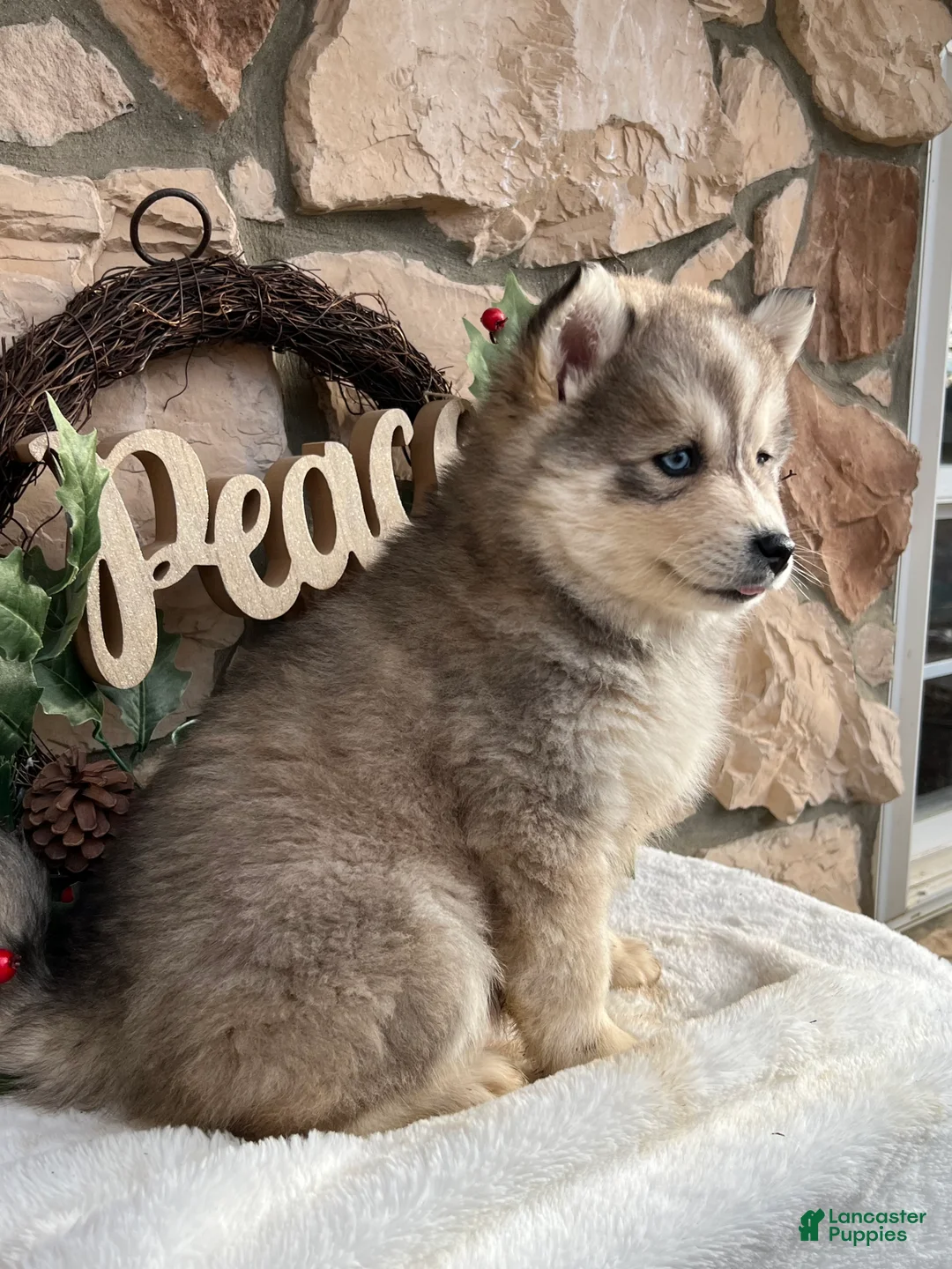 Pomsky dogs for sale: Holly - Ad 3