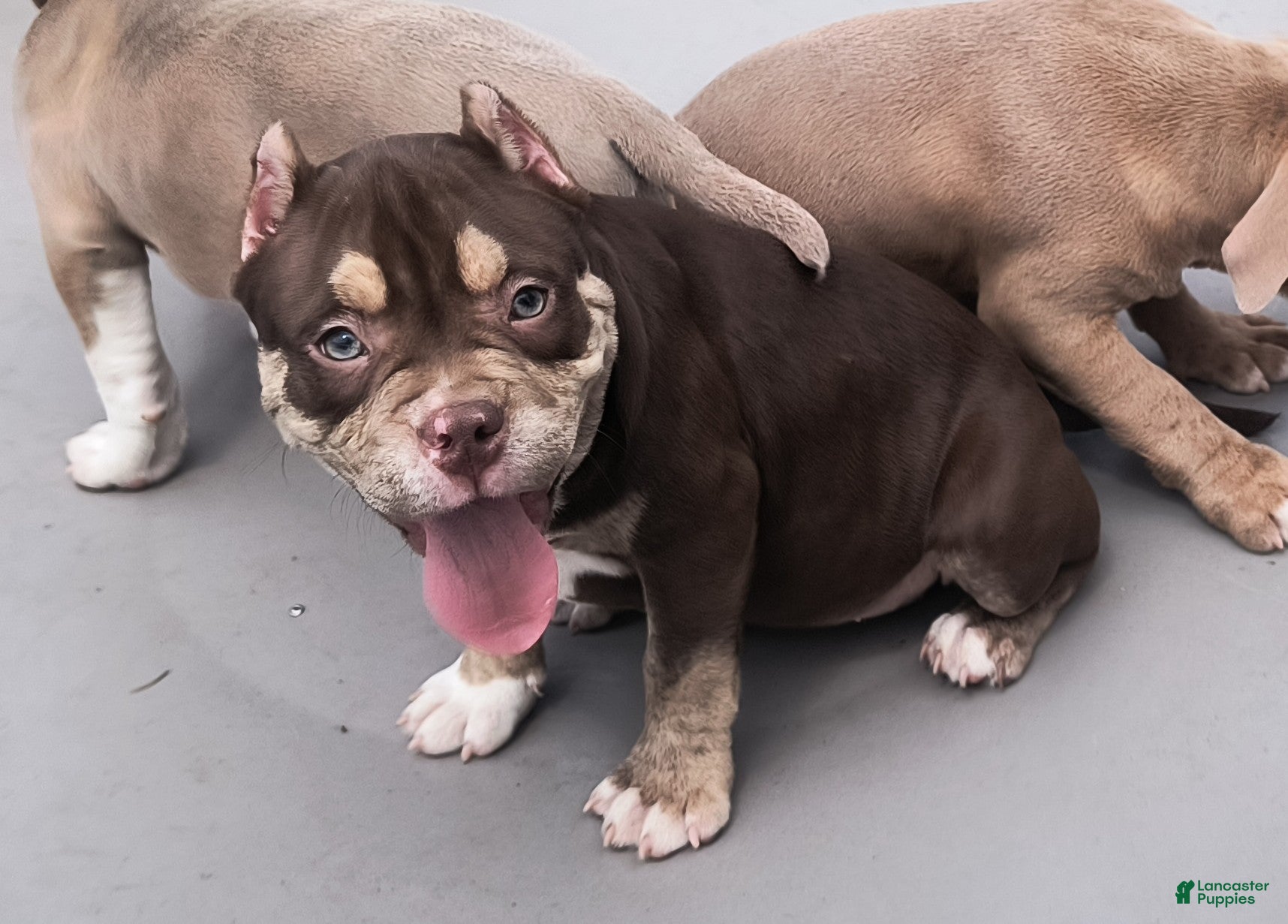 American Bully dogs American Bully Puppy 2 - Ad 1