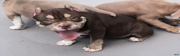 American Bully dogs for sale: American Bully Puppy 2 - Ad 1