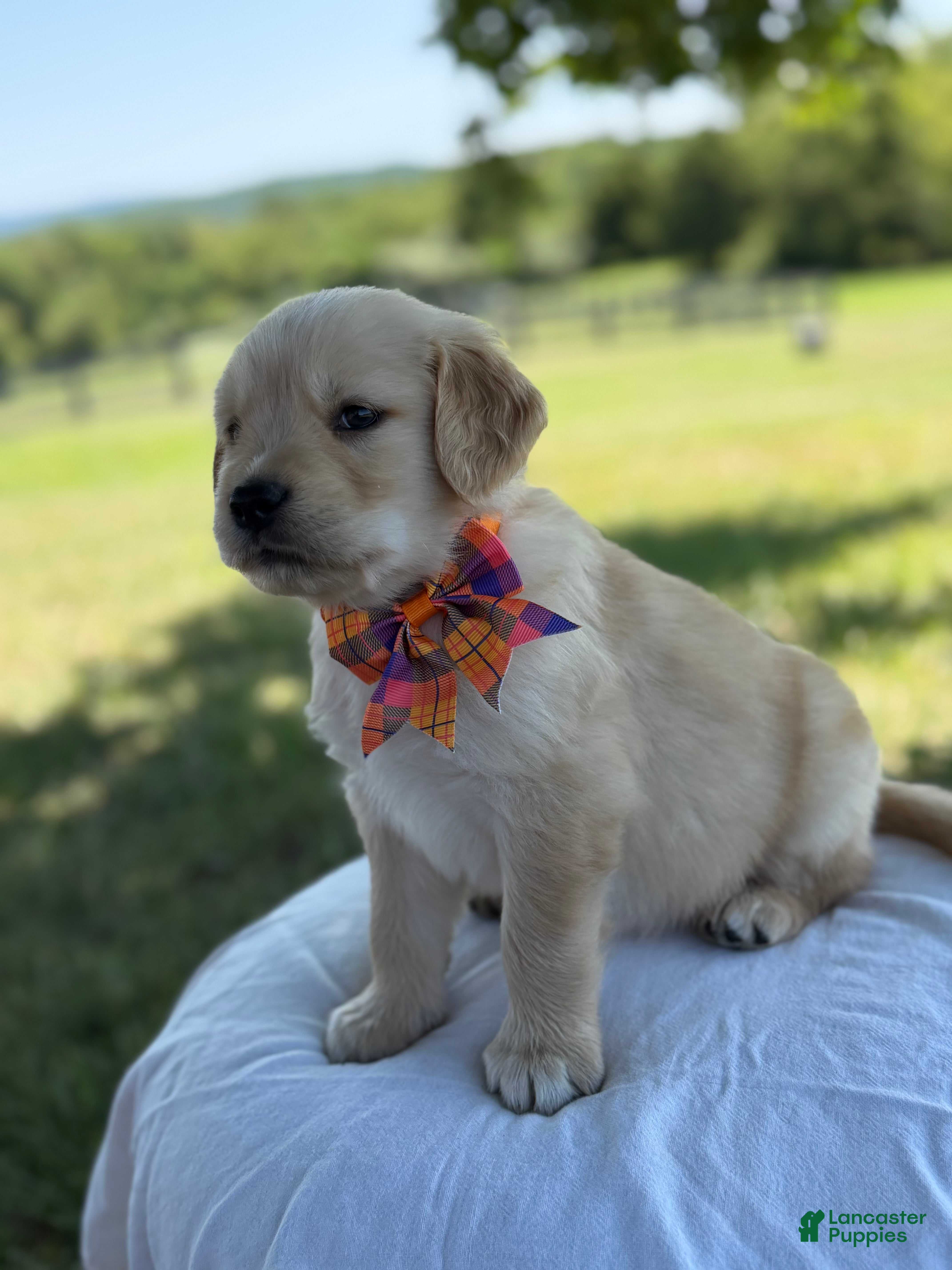 Golden Retriever dogs Siena - Ad 2