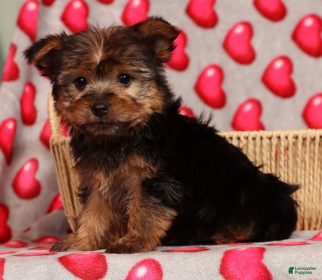 Yorkshire Terrier dogs for sale: Buddy - Ad 7