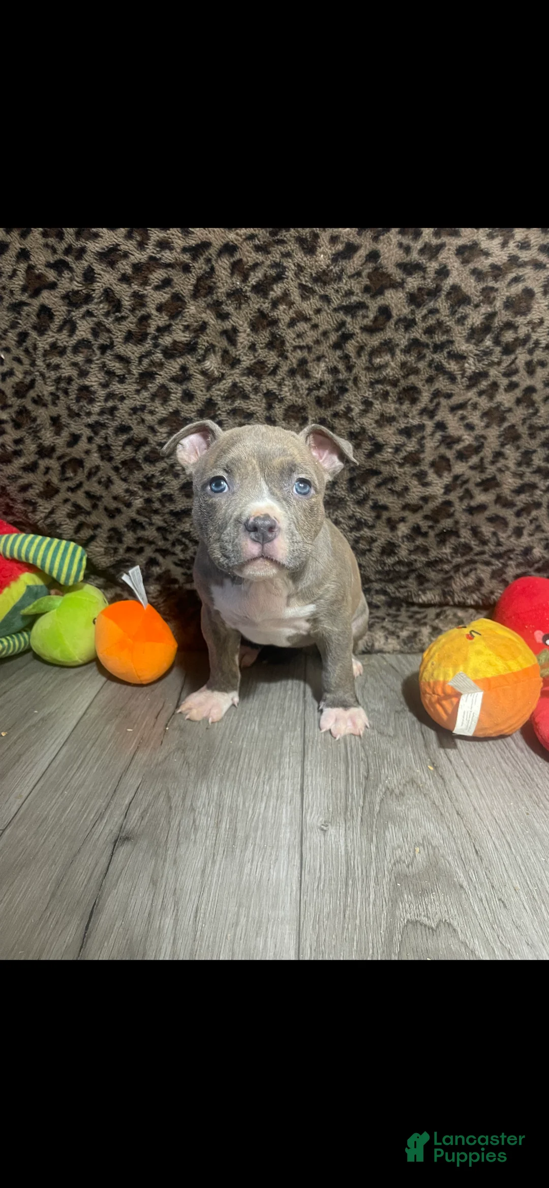 American Bully dogs for sale: American Bully 5 - Ad 1